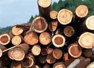 Commonly Used Wood for Furniture-Cherry Wood and Dalbergia Odorifera